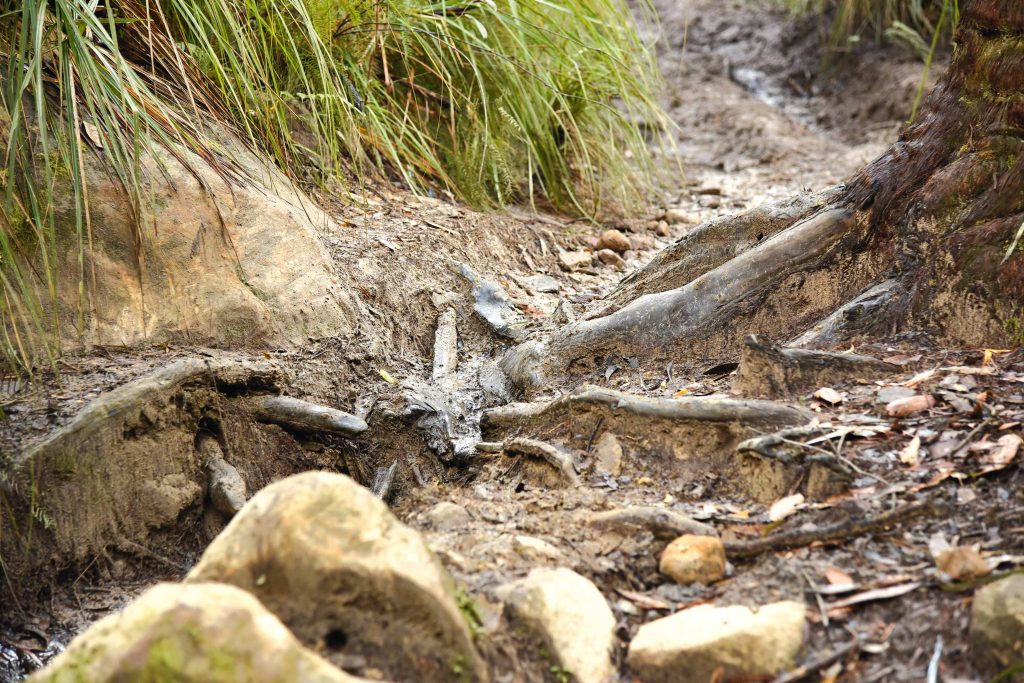 Tree Roots